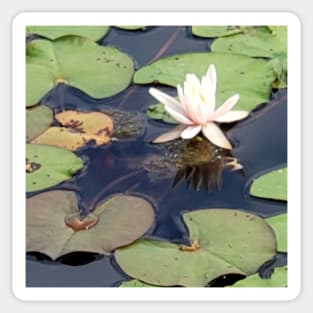 Lispe White Water Lily Sticker